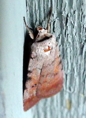 Euagrotis