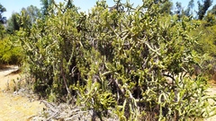 Austrocylindropuntia