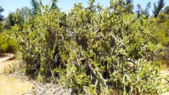 Austrocylindropuntia