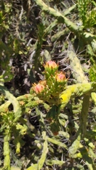 Austrocylindropuntia