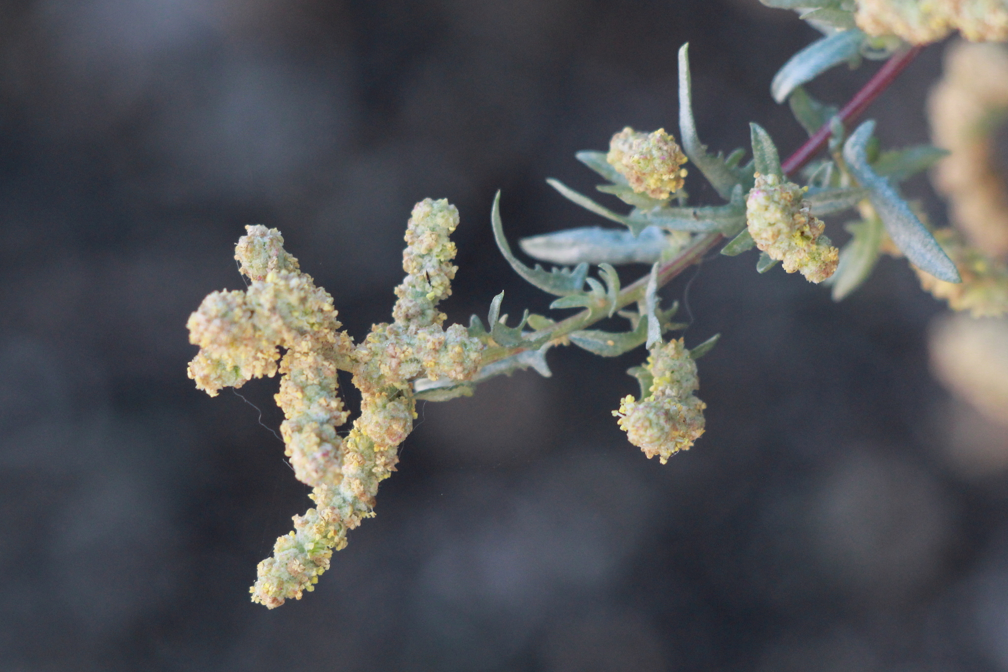 Atriplex amnicola