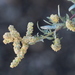 Swamp Saltbush - Photo (c) Andrea Kreuzhage, some rights reserved (CC BY-NC), uploaded by Andrea Kreuzhage
