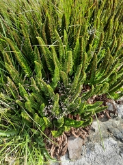 Polystichum mohrioides