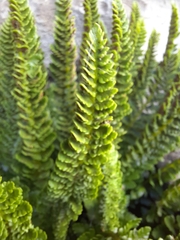 Polystichum mohrioides