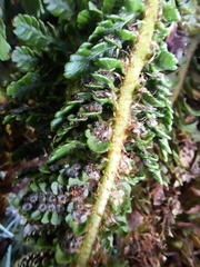 Polystichum mohrioides
