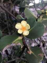Clusia obdeltifolia
