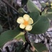 Clusia obdeltifolia - Photo 由 Tarciso Leão 所上傳的 (c) Tarciso Leão，保留部份權利CC BY-NC