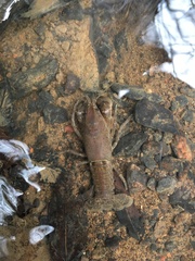 Cambarus striatus