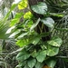 Golden Pothos - Photo (c) sandrae34242, some rights reserved (CC BY-NC), uploaded by sandrae34242