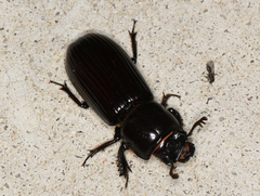Aulacocyclus edentulus