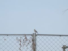 Motacilla alba lugens