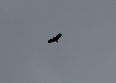 Buteogallus urubitinga