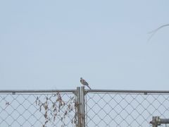 Motacilla alba lugens