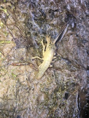 Cambarus striatus