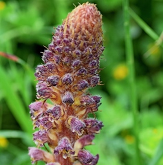 Orobanche pubescens