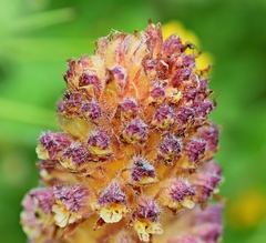 Orobanche pubescens