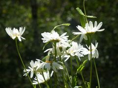 Leucanthemum × superbum