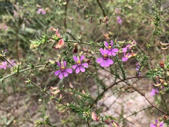 Cuphea ericoides