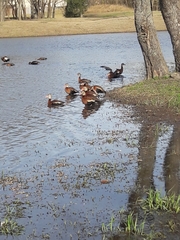 Dendrocygna autumnalis