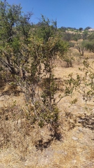 Colliguaja odorifera