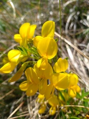 Cytisus emeriflorus
