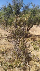 Colliguaja odorifera