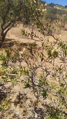 Colliguaja odorifera