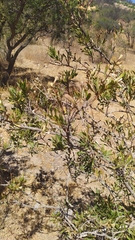 Colliguaja odorifera