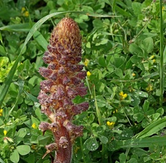 Orobanche pubescens