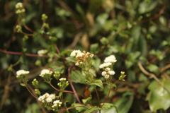 Ageratina gracilis