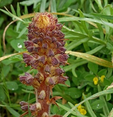 Orobanche pubescens