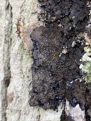 Fuscopannaria sorediata
