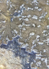 Fuscopannaria sorediata