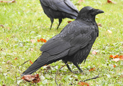 Corvus corone