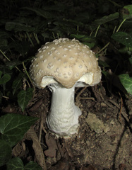 Amanita solitaria