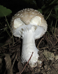 Amanita solitaria
