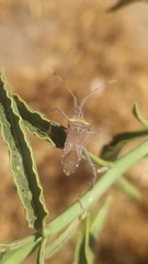 Leptoglossus chilensis