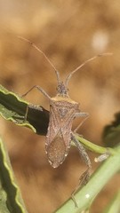 Leptoglossus chilensis