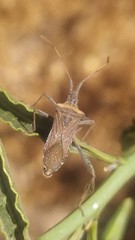 Leptoglossus chilensis