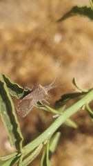 Leptoglossus chilensis