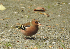Fringilla coelebs
