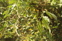 Solanum oblongifolium