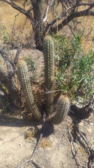 Trichocereus chiloensis chiloensis