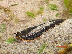 Soleichthys maculosus