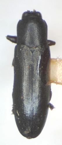 Black Smooth Hispine photo 3