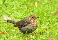 Turdus merula