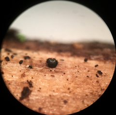 Pseudolachnea hispidula
