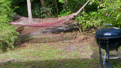 Coluber constrictor priapus