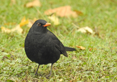 Turdus merula