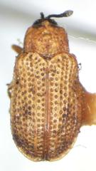 Stenopodius flavidus